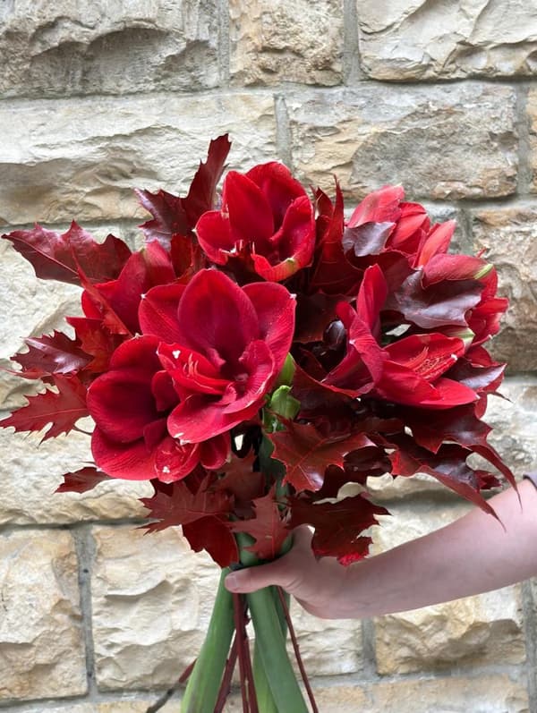 Elegant Amaryllis (Sezónní edice)