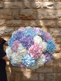 Hydrangea Mono Classic